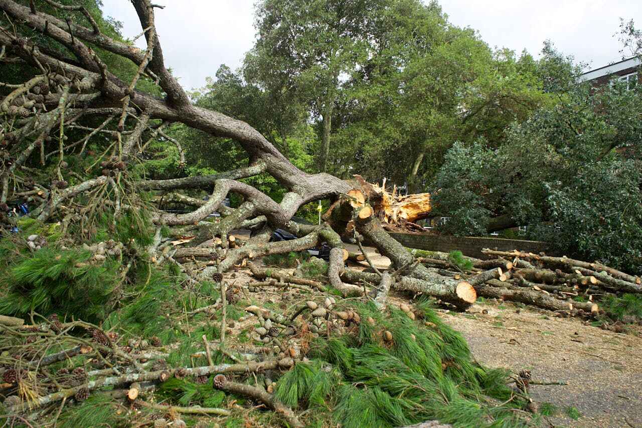 The Steps Involved in Our Tree Care Process in Meridian, CO